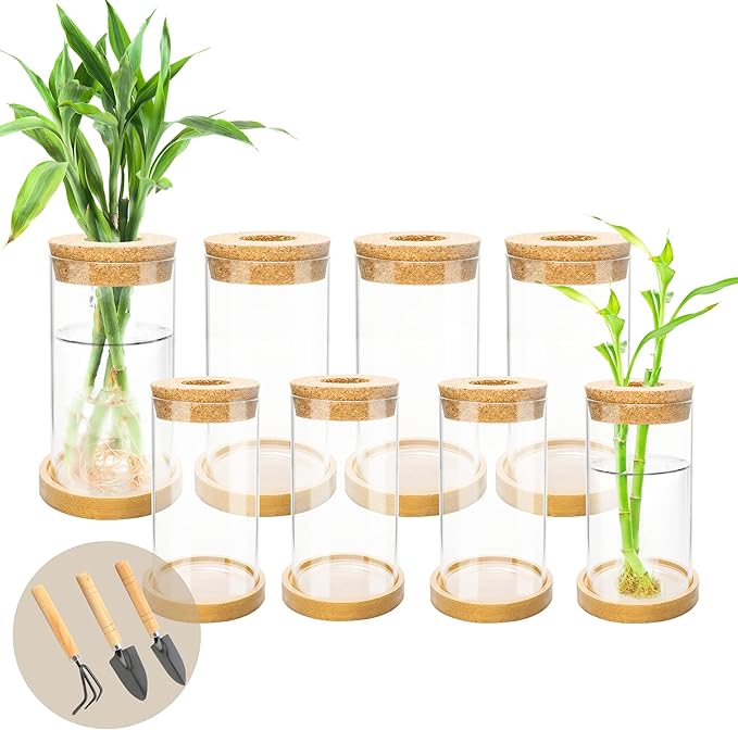 8 Pcs Plant Terrarium Desktop Glass Planter Plant Propagation Tabletop Propagation Vase Containers with Cork and Wooden Saucer for Growing Hydroponic Plants Garden Home Office Decor-