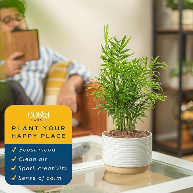 Costa Farms Neanthebella Palm Parlor Palm Live Indoor Plant 12-Inches Tall, Ships in Grower's Pot