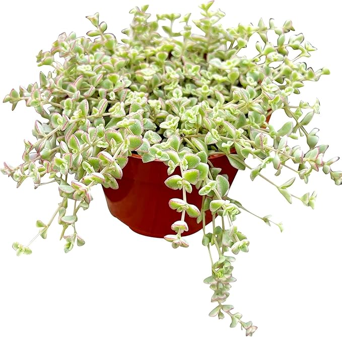 Live Succulent 4" Sedum Little Missy Variegated, Succulents Plants Live, Succulent Plants Fully Rooted, House Plant for Home Office Decoration, DIY Projects, Party Favor Gift by The Succulent Cult