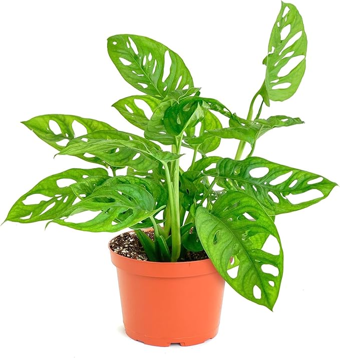 Shop Succulents Monstera Adansonii Hanging Plant, Live Indoor Plant, Easy Care Hanging Swiss Cheese Houseplant in Nursery Pot, Air Purifying Plant in Soil, Housewarming, Home Décor, 6" Pot