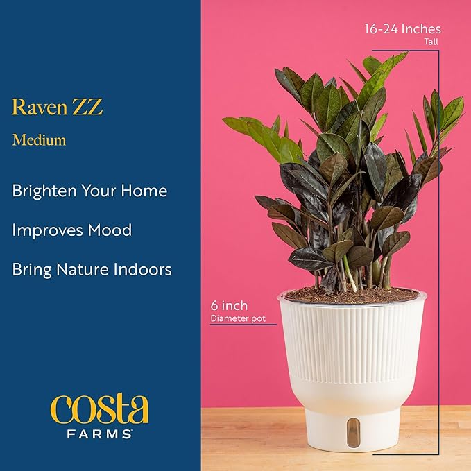 Costa Farms Raven ZZ Live Plant in Self Watering Pot, Easy to Maintain, Air Purifying Indoor Houseplant, Perfect for Home, Room, or Office Decor, Great House Warming or Birthday Gift, 12-18 Inches