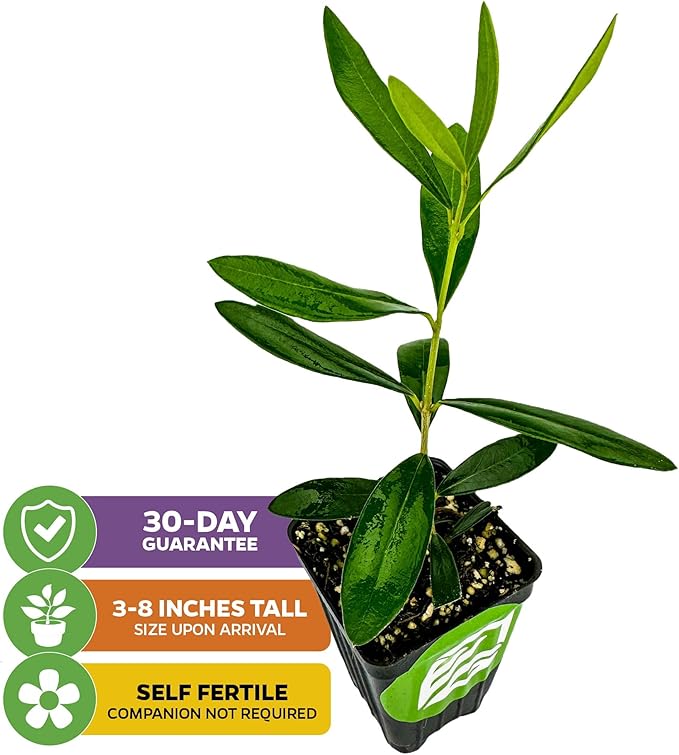 Leccino Olive Tree - Olea europaea by Wellspring Gardens - Fast-Growing Live Plant, Fruit-Bearing, Drought-Tolerant, Easy-Care, Olive Oil Producing, Cross-Pollination Friendly, Ideal for Home Garden