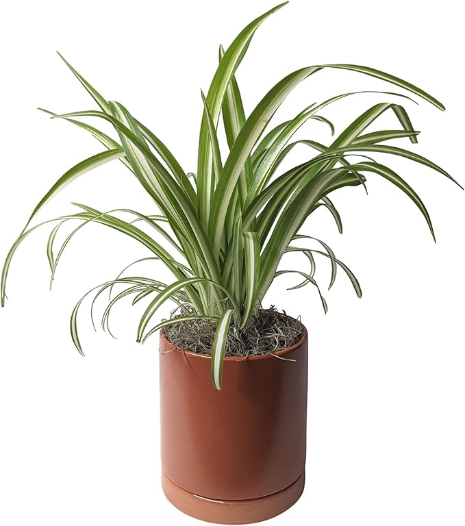 Easy to Grow Spider Plant Variegated - 1 Potted Houseplant Placed in a Terracotta Ceramic Pot with Water Saucer, Low-Maintenance Indoor Outdoor
