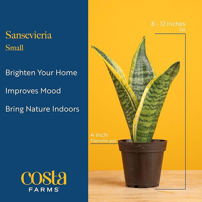 Costa Farms Live Snake Plant | Easy to Grow Indoor or Outdoor Sansevieria Houseplant | 8-Inches Tall | Potted in Plant Pots | Succulent Plant Perfect for Office and Home Decor