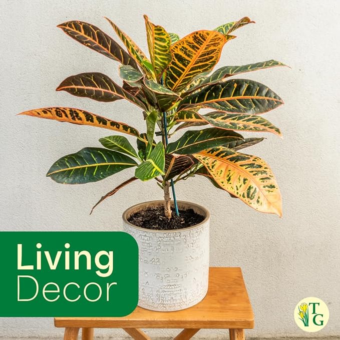 Thorsen's Greenhouse Live Petra Croton Plant, Codiaeum Variegatum, Colorful Foliage, Live Indoor Houselant (Natural, 4-inch Pot)