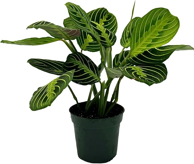Live Lemon-Lime Prayer Plant - ‘Lemon-Lime Maranta’ Maranta leuconeura - ragnaroc Tropical Plant 7-12” Tall - 1ct - Live Arrival Guaranteed - House Plants for Home Decor & Gift