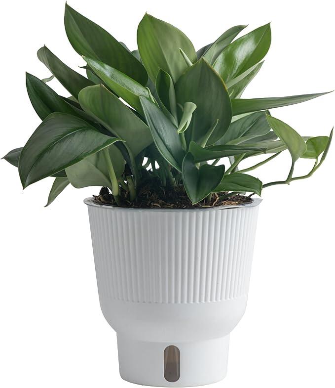Costa Farms Sterling Silver Scindapsus Live Plant in Self Watering Pot, Indoor Houseplant, Perfect for Home, Room, or Office Decor, Great House Warming or Birthday Gift, 9-12 Inches Tall
