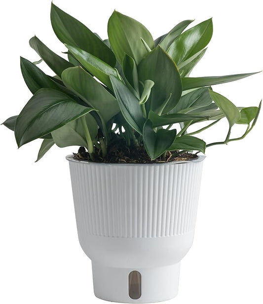 Costa Farms Sterling Silver Scindapsus Live Plant in Self Watering Pot, Indoor Houseplant, Perfect for Home, Room, or Office Decor, Great House Warming or Birthday Gift, 9-12 Inches Tall