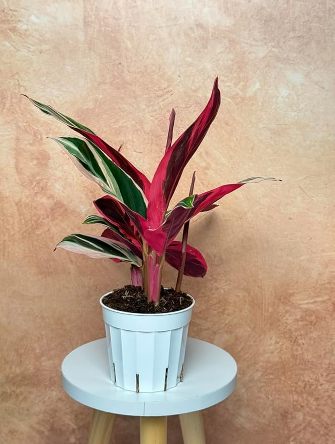 Stromanthe Triostar - Colorful Live Indoor Plant, Calathea Prayer Plant, Air Purifier & Elegant Home Decor, Ideal for Room Decor, Triostar Houseplant