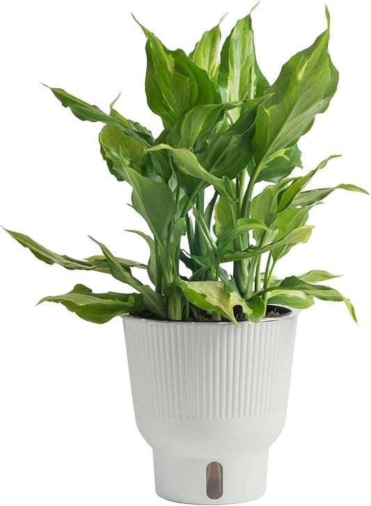 Costa Farms Aglaonema Spathonema, Rare Unique Live Indoor Plant in 6-Inch Self-Watering Houseplant Pot, Potting Soil, Trending Tropicals Collection, Room and Home Decor
