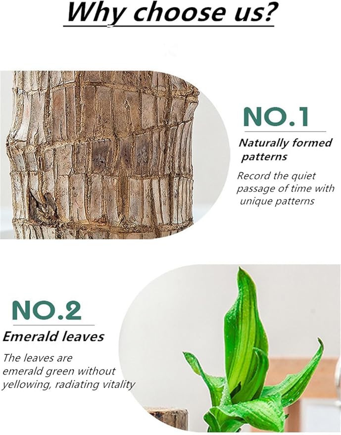 Brazilian Lucky Wood Plant, Easy to Maintain Brazilian Lucky Wood, Suitable for Indoor, Bedroom, Kitchen, Office Desk, Outdoor, Garden and Other Decorations (A)