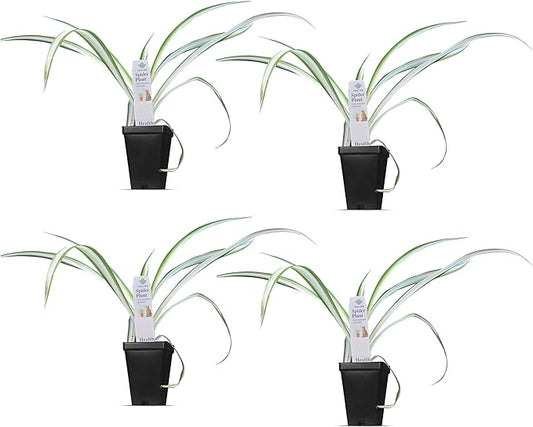 Healthy Spider Plant - Easy Care, Air-Purifying Houseplant (4 Spider Cups)