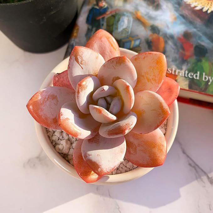 Echeveria Laui Rare Live Succulent Plants, 1 Head 2.5" Bare Root Without Pot & Soil, Garden Indoor Office Desk Baby Shower Decoration, Friend Plant Lovers Gifts