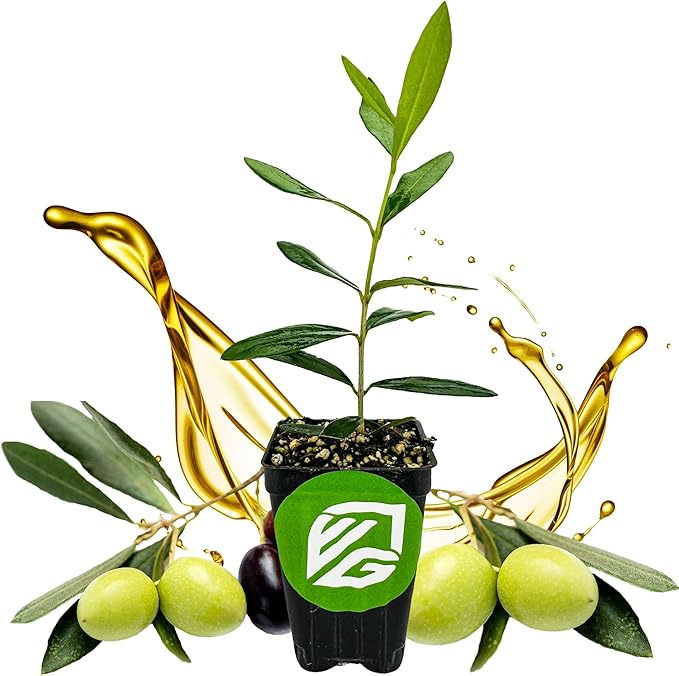 Leccino Olive Tree - Olea europaea by Wellspring Gardens - Fast-Growing Live Plant, Fruit-Bearing, Drought-Tolerant, Easy-Care, Olive Oil Producing, Cross-Pollination Friendly, Ideal for Home Garden