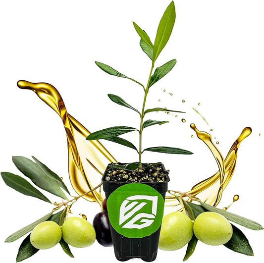 Leccino Olive Tree - Olea europaea by Wellspring Gardens - Fast-Growing Live Plant, Fruit-Bearing, Drought-Tolerant, Easy-Care, Olive Oil Producing, Cross-Pollination Friendly, Ideal for Home Garden