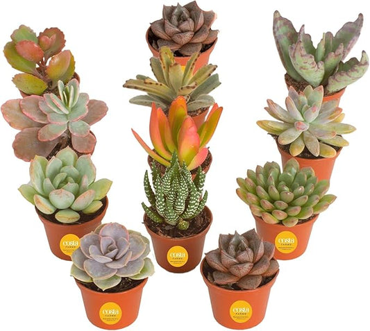 Costa Farms Mini Succulent Live Plants in Plastic Pots, Easy to Maintain Indoor Succulents, Houseplants for Home, Room, or Office Decor, House Warming or Party Favors, 2-3.5 Inches Tall, Pack of 12