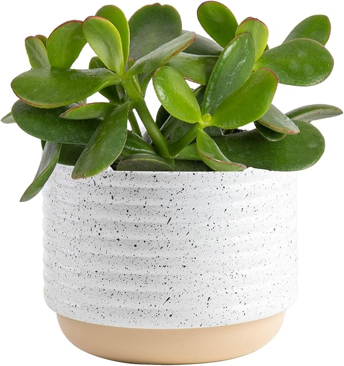 Costa Farms Jade Live Plant in Decorative Pot, Succulent Indoor Houseplant, Perfect for Home, Room, or Office Decor, Great House Warming or Birthday Gift, 4-6 Inches Tall