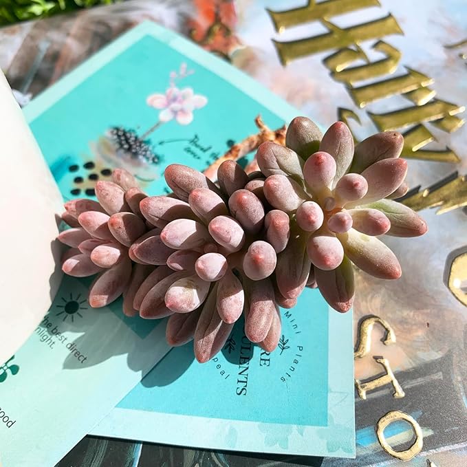 Pachyphytum Baby Finger Rare Live Succulent Plants, Cluster 2.7" Pink, Bare Root Without Pot & Soil, Garden Indoor Office Desk Baby Shower Decoration, Friend Plant Lovers Gifts