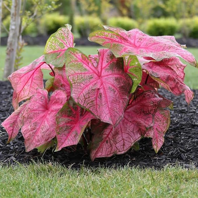 2 Caladium Plants Live for Planting, 4 to 6 Inc Tall, Caladium Live Plants Garden, 4 Inc Potted (Pink)