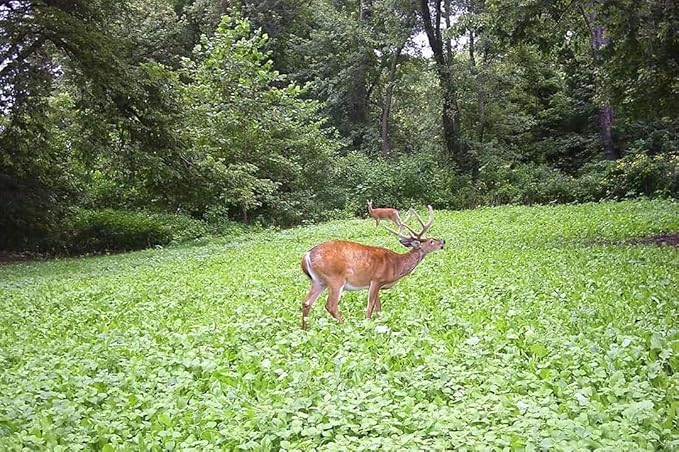 Clover/Chicory | Select Seed Blends | All Season Whitetail Deer & Turkey Perennial Food Plot Seed | Drought Resistant | Easiest Turkey & Deer Feeders | Plants 1 Acre | 5 lb Bag