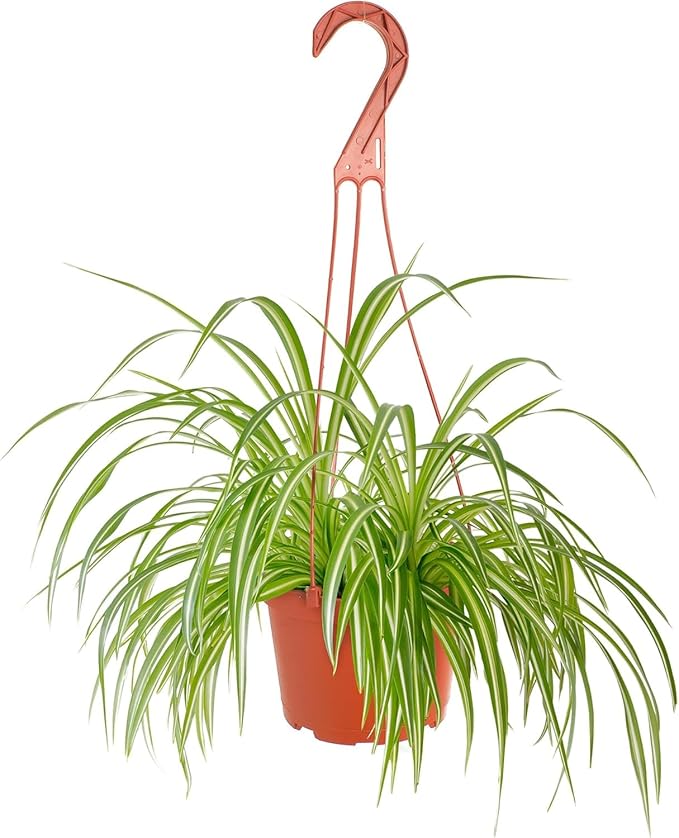 Shop Succulents Spider Plant, Hanging Live Indoor Plant, Easy Care Hanging Trailing Houseplant in Nursery Pot, Air Purifying Plant in Soil, Housewarming, Home Décor, Trails 2-3 Feet