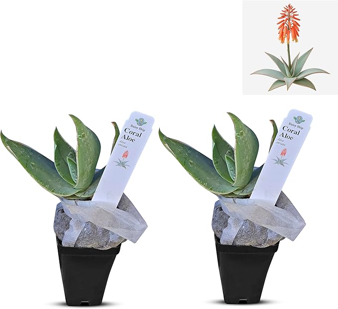 Coral Aloe Plants (Aloe striata) - Live Succulent with Striking Pink Edges and Smooth, Flat Leaves for Indoor/Outdoor Gardening (2 Coral Aloe Cups)