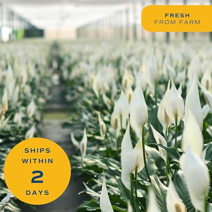 Costa Farms Spathiphyllum Peace Lily Live Indoor Plant, 3-Foot