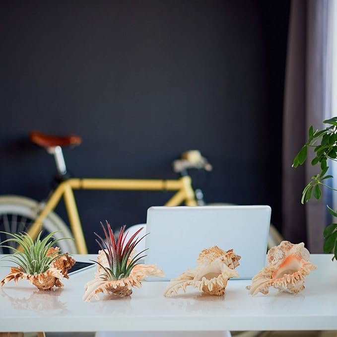 4 Pack Conch Sea Shell Air Plant Holders- 4-5 inches Natural Airplant Pot, Decorative Tillandsia Succulent Display Container for Gardening Housewarming Gifts Home Table Decors, No Plants