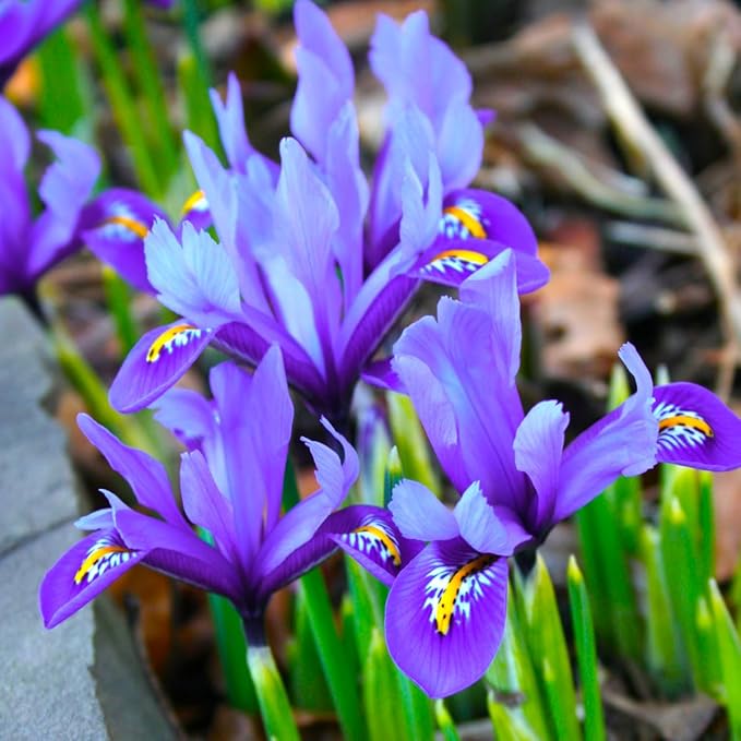 Created By Nature Wild Iris Seeds, 400 Purple Perennial Flower Seeds