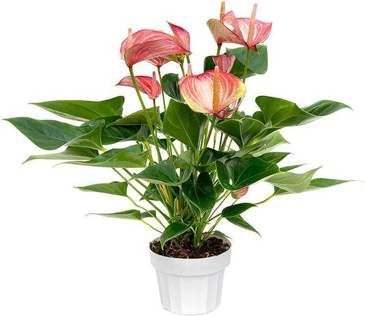 Vibrant Large Anthurium Live Plant — Indoor Flowering House Plants for Live Houseplants, Air Purifying Real Plants, Colorful Anthuriums Live Indoors, Perfect Live Indoor House Plant