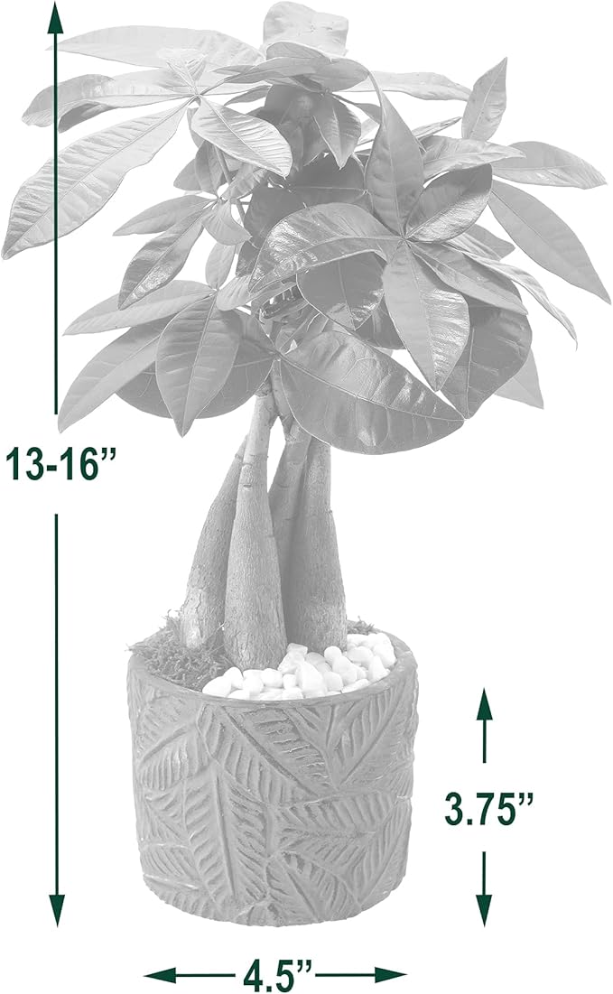 LV50 Money Tree, Live Indoor Plant in Tropico Leaf Ceramic Planter for Home, Work, or Gift, Green