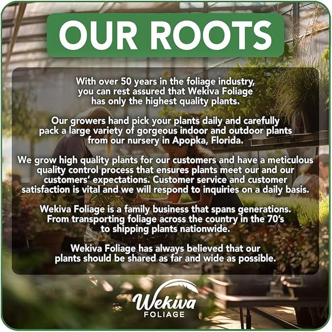 Neanthe Bella Parlor Palm - 3 Live Plants in 4 Inch Pots - Chamaedorea Elegans - Beautiful Clean Air Indoor Houseplant