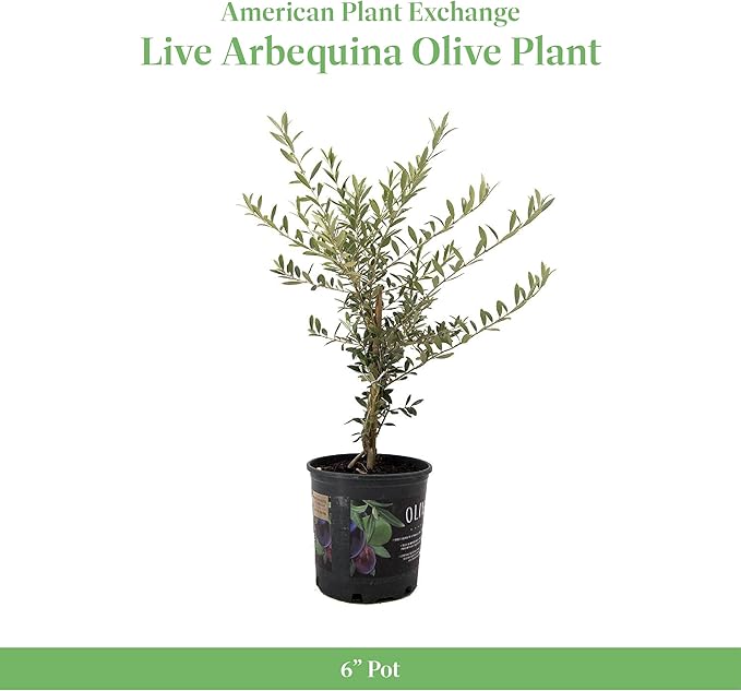 American Plant Exchange Arbequina Olive Tree – Live 7.5-Inch Pot, Fruit Bearing Tree, Cold Hardy Edible Variety for Containers, Patios, and Mediterranean-Inspired Gardens