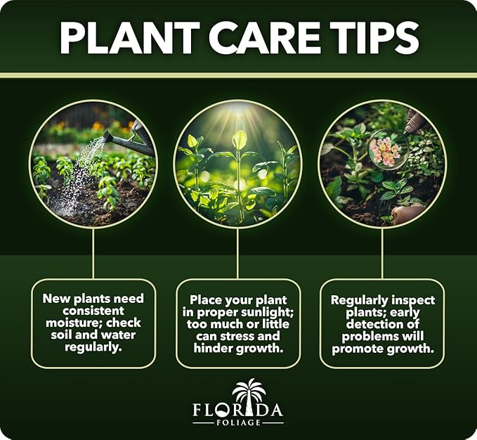 Ficus Pumila Quercifolia | 30 Live Plants | Oak Leaf Creeping Fig, Easy-Care Indoor/Outdoor Trailing Vine Plant, Perfect for Walls and Ground Cover