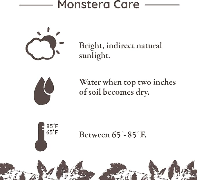 Green Circle Growers 8" Monstera Live Indoor Plants in 8” White Jazz, House Plant, Bright Indirect Light