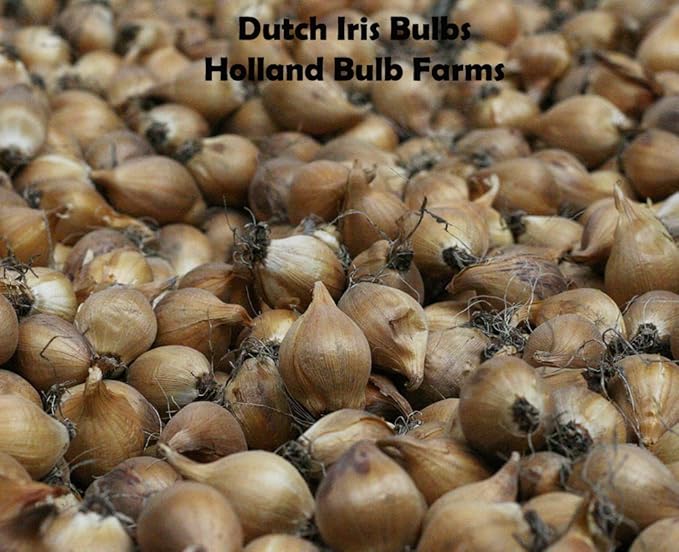 Mixed Tall Dutch Iris - 25 Bulbs