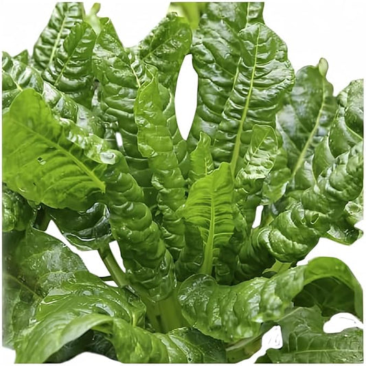 Perpetual Spinach Seed s- Produces Delicious and Nutritious Spinach Like Leaves