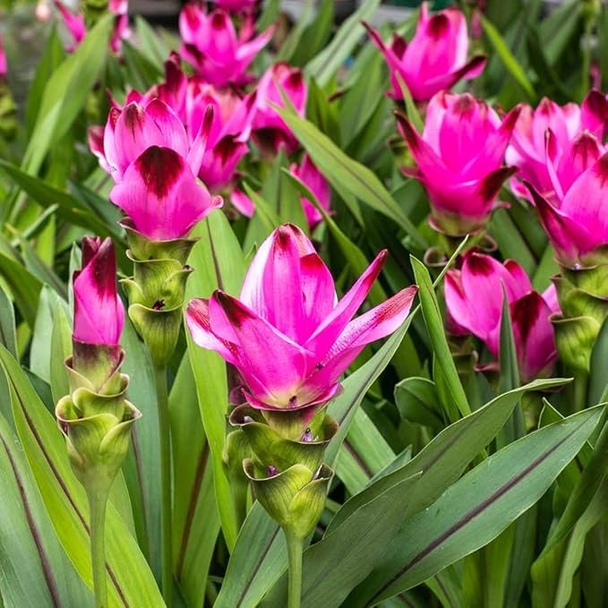 Premium Live Black Turmeric (Curcuma caesia) Plants - Rare Herbal Medicinal Plant, Perfect for Home Gardens (4 Black Turmeric Bags)