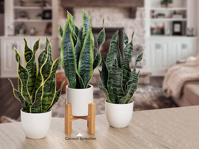 Hollyone Artificial Snake Plant Potted with Solid Wood Plant Stand, 19" Faux Sansevieria Tropical White Ceramic Pots Fake Plants for Home Office Indoor Decor Housewarming Gift