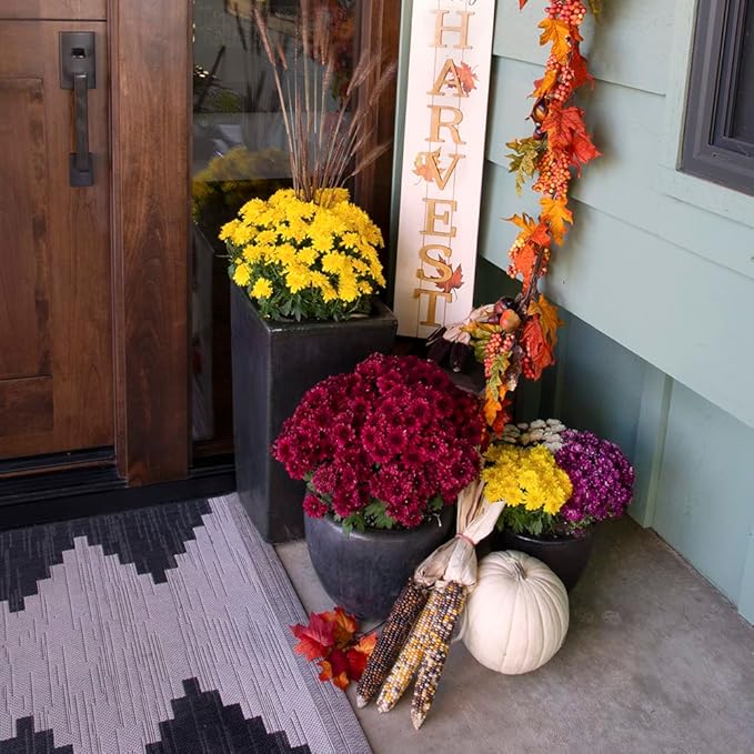 1G Purple Mum Plant, Chrysanthemum Flowers Gardening Fall Decor, Mums Plants Live, Fall Decorations Outdoor, Housewarming Gift Ideas, Real Live Plants Indoor Plants Live Houseplants By Plants for Pets