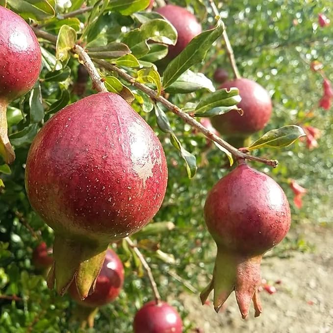 Live Dwarf Pomegranate Plant (Punica Granatum) - Compact, Ornamental Fruit Bearing Shrub, Indoor/Outdoor (2 pom-Dwarf sacs)