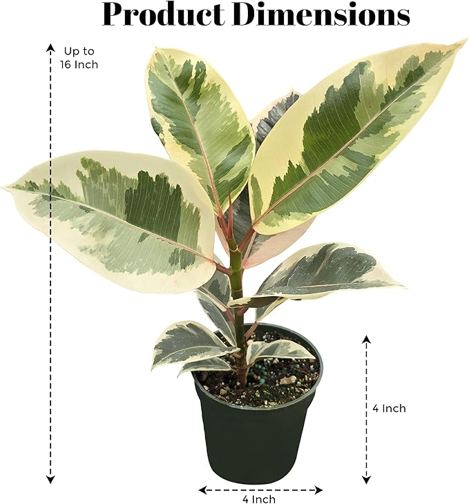 Bumble Plants Variegated Rubber Tree Ficus Tineke [Winter Thermal Packaging Included] | Elegant White, Green & Pink Leaves House Plants Indoors Live, Low Maintenance Live Plants Indoor