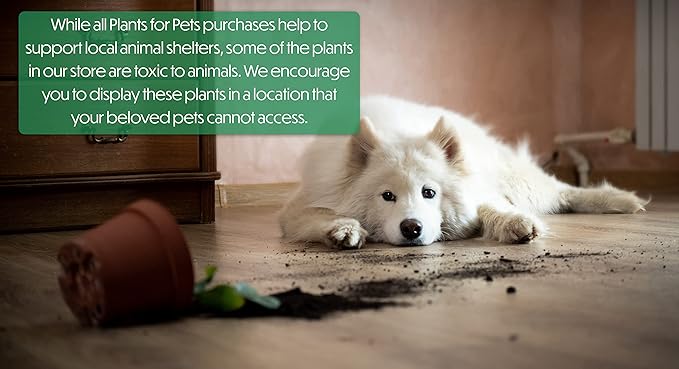 Variegated Ficus 'Ruby' Rubber Plant in 6" Grower Pot, Real Houseplants for Home or Office, Easy to Grow Live Houseplants by Plants for Pets