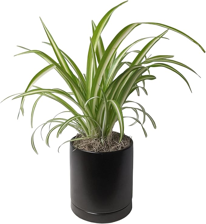Easy to Grow Spider Plant Variegated - 1 Potted Houseplant Placed in a Black Ceramic Pot with Water Saucer, Low-Maintenance Indoor Outdoor