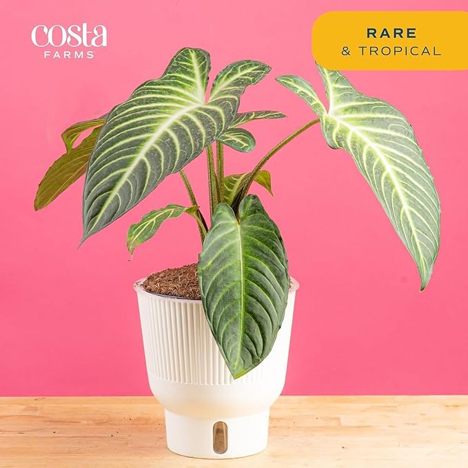 Costa Farms Xanthosoma, Elephant's Ear Live Plant in Self Watering Pot, Indoor Houseplant, Perfect for Home, Room, or Office Decor, Great House Warming or Birthday Gift, 12-18 Inches Tall