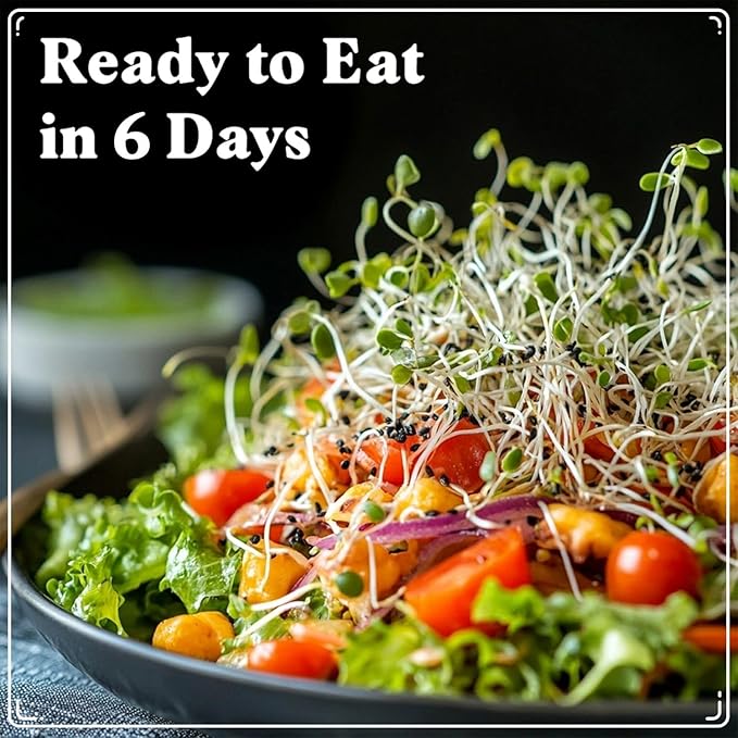 Seedboy Organic Broccoli Seeds for Sprouting - Non-GMO, USA Grown Microgreens Sprouting Seeds Mix - Makes 8 Quarts of Sprouts, 24 Servings (8 oz) (Di Cicco Broccoli)