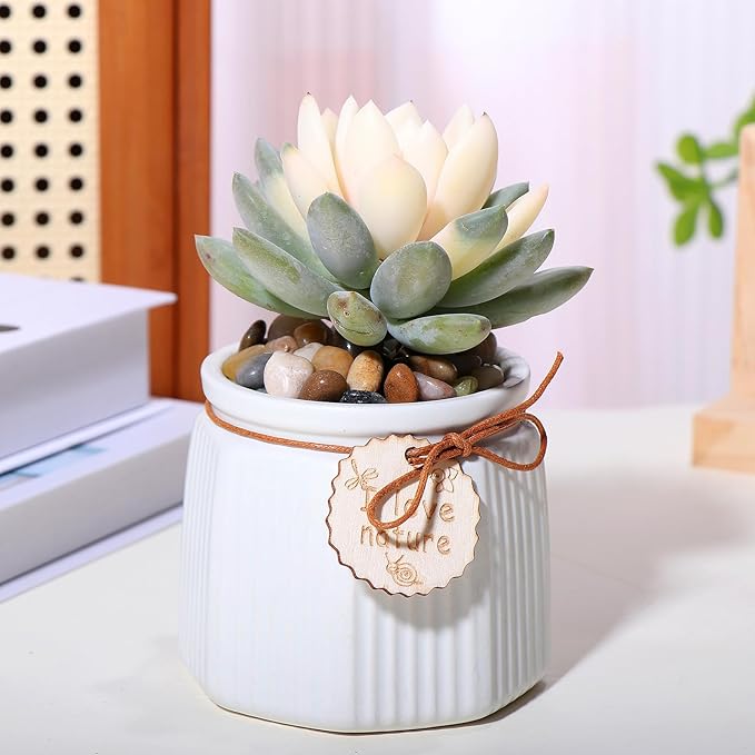 10lbs Rocks for Plants Indoor, 3/8 Inch Small Pebbles for Plants, Aquariums, Bamboo, Vase, Succulent, Outdoor Landscaping, Decorative Plant Rocks for Pots Indoor, Polished Mixed Color