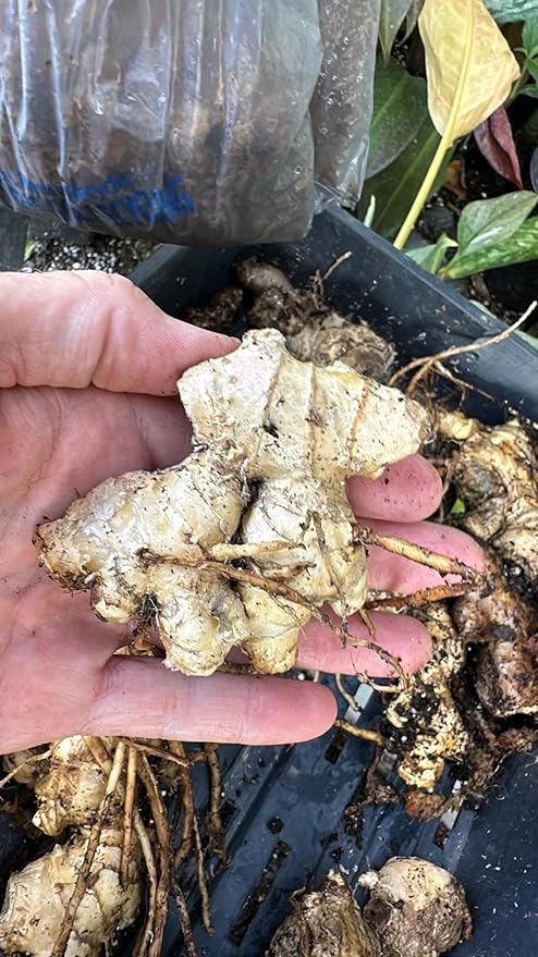10 Count Awapuhi Wild Ginger Rhizomes Shampoo Live Plant,Fresh Roots Raw, Zingiber Zerumbet Pinecone Bitter Ginger, Hawaiian Ginger Lily, Pinecone Ginger Red Ginger Roots for Planting