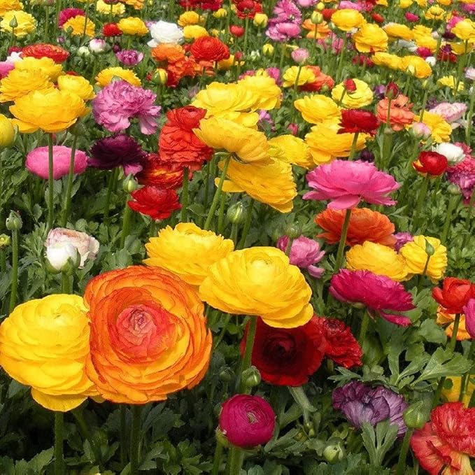 Eden Brothers Ranunculus Bulbs - Mix