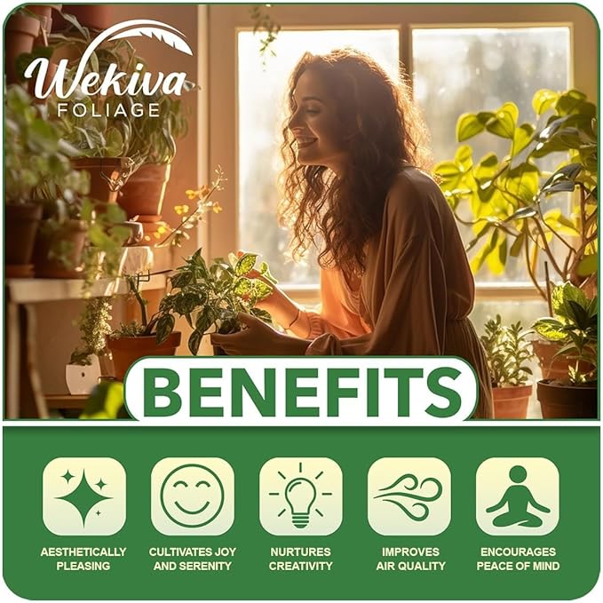 Schattaner Avocado Tree - Grafted - Live Plant in a 3 Gallon Growers Pot - Persea Americana - Beautiful Edible Fruit Bearing Tree for Patio and Garden